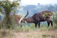 Waterbok - Defassa waterbuck