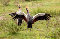 Grijze kroonkraan - Grey crowned crane