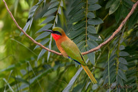 Roodkeelbijeneter - Red-throated bee-eater