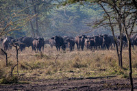 Afrikaanse buffels(kafferbuffel) - Cape buffalos