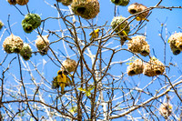 Colony of Southern masked weavers