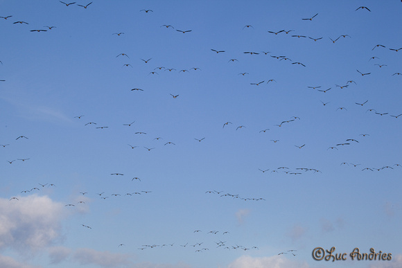 Ganzen in de lucht