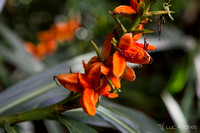 Red seeds of the Kahili ginger