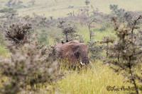 Afrikaanse olifant - African elephant