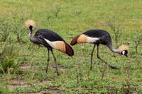 Grijze kroonkraan - Grey crowned crane