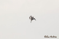 Bonte ijsvogel - Pied kingfisher