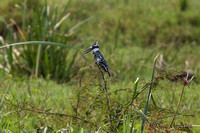 Bonte ijsvogel - Pied kingfisher