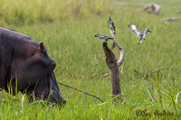 Nijlpaard met 3 Bonte ijsvogels  in een verschillend "standje" -