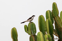 Grijsrugklapekster - Grey-backed fiscal