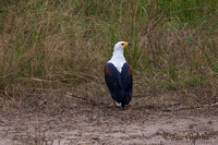 African fish eagle