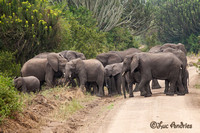 Afrikaanse olifant - African elephant