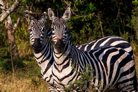 Burchell's zebra