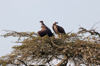 Oorgier - Lappet-faced vulture