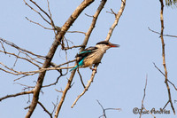 Gestreepte ijsvogel  - Striped kingfisher