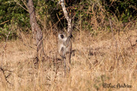 Groene meerkat - Black-faced vervet monkey