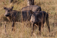 Knobbelzwijnen - Warthogs