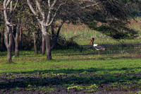 Zadelbekooievaar - Saddle-billed stork