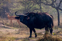 Afrikaanse buffels(kafferbuffel) - Cape buffalos
