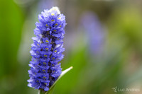 Flower from a pond plant