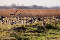 Alarm ! Grauwe ganzen