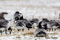 Brandganzen in de sneeuw