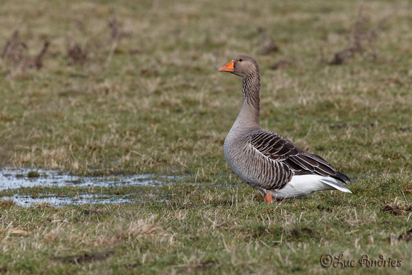 Grauwe gans