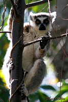 Madagascar