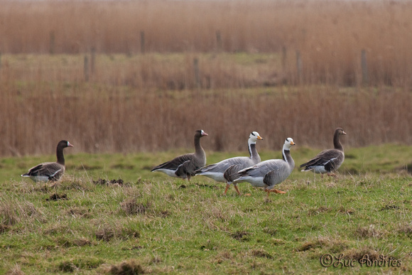 Indische gans