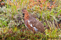 Patrijs