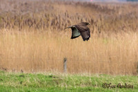 Buizerd