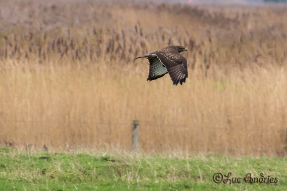 Buizerd