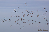 Vlucht grutto's en kluten