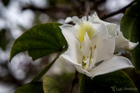 Flower of the orchid tree