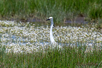 Kleine zilverreiger