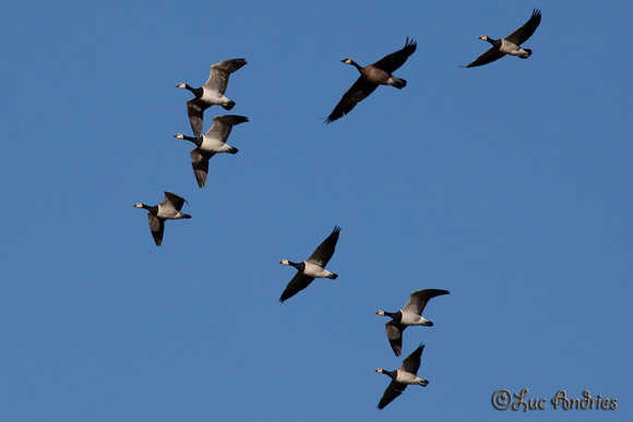 Brandganzen en 1 Canadese gans