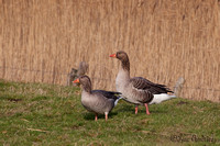 Grauwe gans