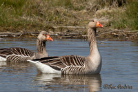 Grauwe gans