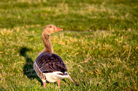 Grauwe gans, Oosteuropese vorm