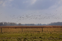 Druk ganzenverkeer