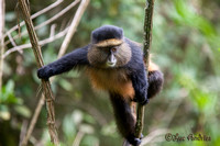 Bwindi Impenetrable Forest - Mgahinga NP - Lake Bunyonyi