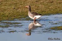 Grauwe gans