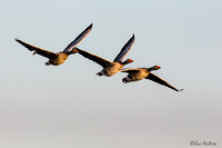 Grauwe gans, Oosteuropese vorm